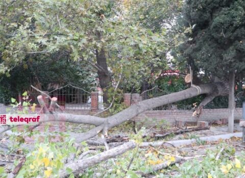 Külək irigövdəli ağacı yola aşırdı – Video