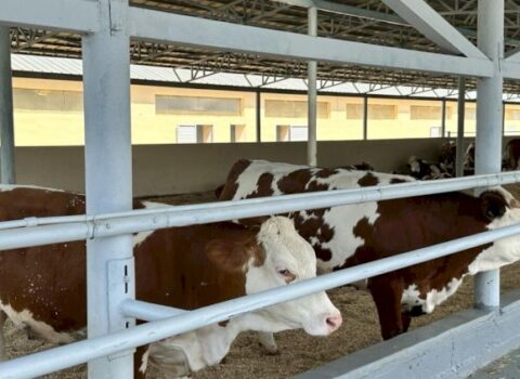 Nazirlik rəsmisi: Dabaq xəstəliyinə qarşı peyvəndləmə prosesi aparılır