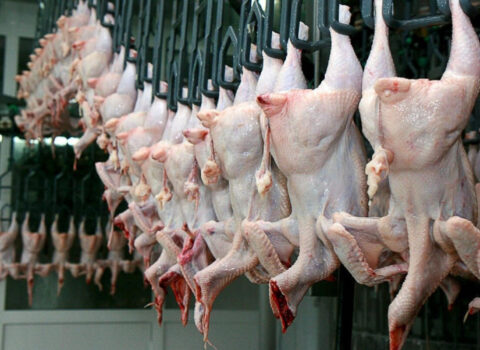 Sabahdan Türkiyədən toyuq məhsullarının ixracı dayandırılacaq