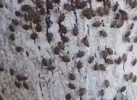 Bu rayonlarda evləri həşəratlar basdı – Rəsmi