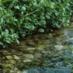 Nə çuğundur, nə brokoli, nə də ispanaq: Dünyanın ən sağlam tərəvəzi açıqlandı