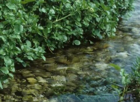 Nə çuğundur, nə brokoli, nə də ispanaq: Dünyanın ən sağlam tərəvəzi açıqlandı