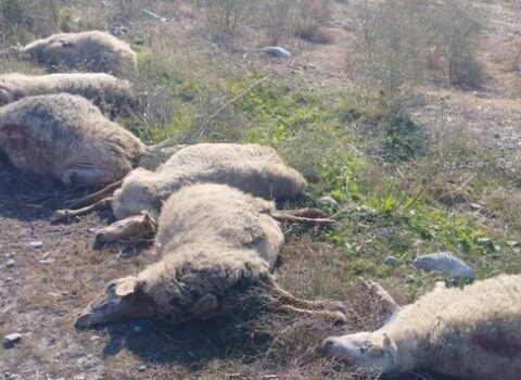 Kürdəmirdə mikroavtobus heyvan sürüsünə çırpıldı