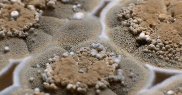 Evdə nəmlik və kifə qarşı 7 effektli bitki – Ekspert məsləhəti ilə Evdə nəmlik və kifə qarşı 7 effektli bitki – Ekspert məsləhəti ilə