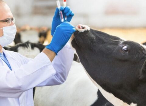 Azərbaycanda dabaq xəstəliyinin yeni növü yayılır? – AÇIQLAMA