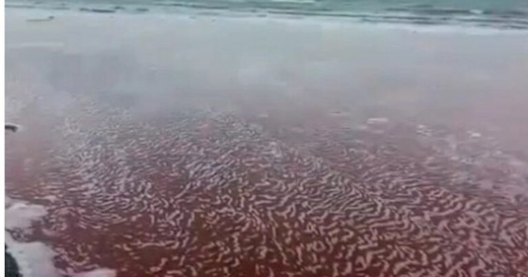 Xəzər dənizinin bir hissəsi NİYƏ QIRMIZI RƏNGƏ BOYANIB? — RƏSMİ AÇIQLAMA (VİDEO) Xəzər dənizinin bir hissəsi NİYƏ QIRMIZI RƏNGƏ BOYANIB? — RƏSMİ AÇIQLAMA (VİDEO)