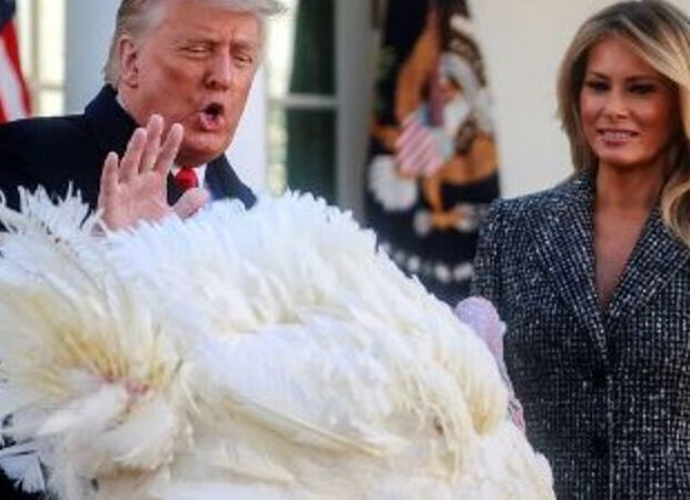 Tramp iki hinduşkanı əfv edəcək