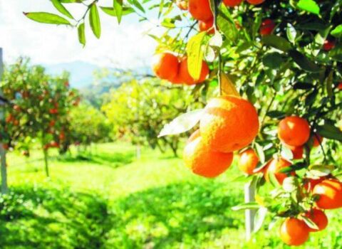 İrandan gələn portağallar rənglənir? – Rəsmi