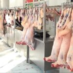 Quzu ətinin qiyməti kəskin artdı – MƏBLƏĞ