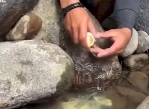 İnanılmaz ov üsulu: Sazan balığını əli ilə tutdu – VİDEO