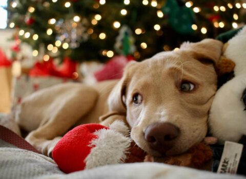 Evində “yolka” quranlara xəbərdarlıq