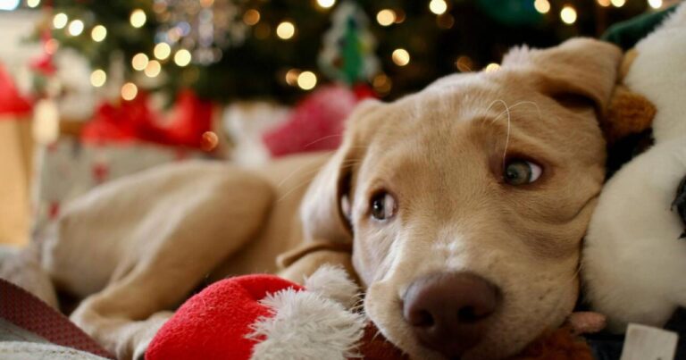 Evində “yolka” quranlara xəbərdarlıq Evində “yolka” quranlara xəbərdarlıq