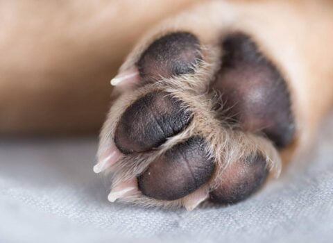 Yeni infeksiya yayılır – İtlərdən keçir