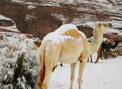 Ərəbistanda qar yağdı – VİDEO