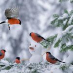 QAR YAĞACAQ – İNTENSİVLƏŞƏCƏK