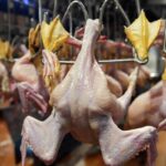 Bu toyuqları almayın – AÇIQLAMA