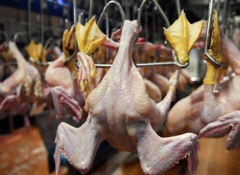 Bu toyuqları almayın – AÇIQLAMA