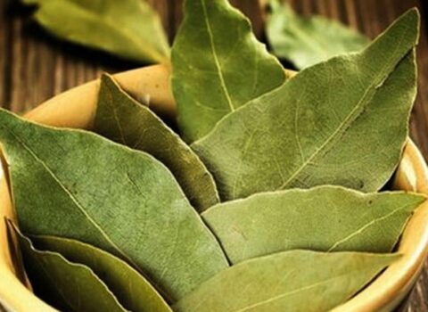 Dəfnə yarpağının SİRLİ MÖCÜZƏLƏRİ