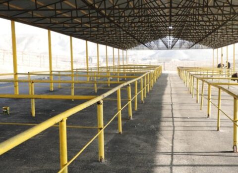 Şamaxı və Göyçay heyvan satışı bazarları açıldı