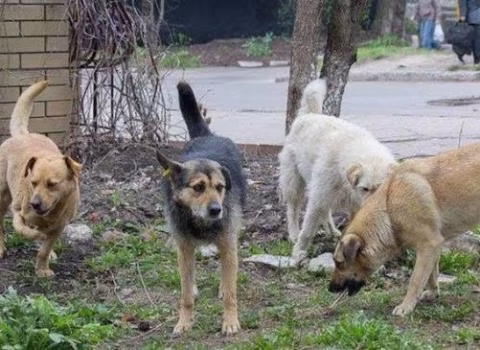 Gədəbəy sakini itlərin hücumuna məruz qaldı