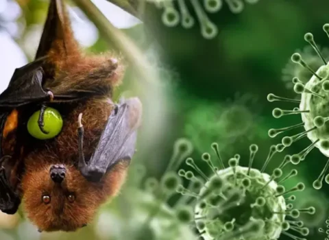 Yeni yayılan virusun əlamətləri