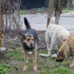 Küçə itləri insanlara niyə HÜCUM EDİR?: ŞOK SƏBƏBLƏR – ARAŞDIRMA