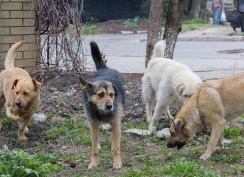 Küçə itləri insanlara niyə HÜCUM EDİR?: ŞOK SƏBƏBLƏR – ARAŞDIRMA