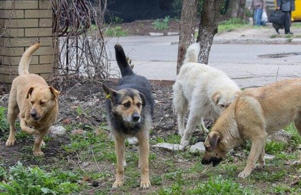 Küçə itləri insanlara niyə HÜCUM EDİR?: ŞOK SƏBƏBLƏR – ARAŞDIRMA Küçə itləri insanlara niyə HÜCUM EDİR?: ŞOK SƏBƏBLƏR – ARAŞDIRMA