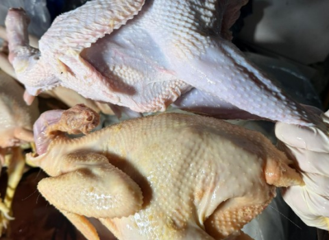 Sarı rəngə boyayıb kənd toyuğu adı ilə satırmışlar – FOTO