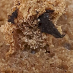 “Çörəkçi”nin çörəyinin içindən zibil çıxdı – FOTO