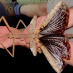 Bakıda qorxunc həşəratlar yayılır 