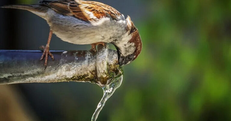 Üç gün sonra ilk çərşənbəni qeyd edəcəyik Üç gün sonra ilk çərşənbəni qeyd edəcəyik