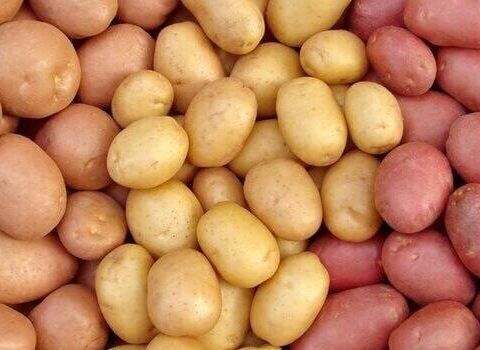 Toxumun qiyməti ikiqat ARTDI – Kartof BAHALAŞACAQ?