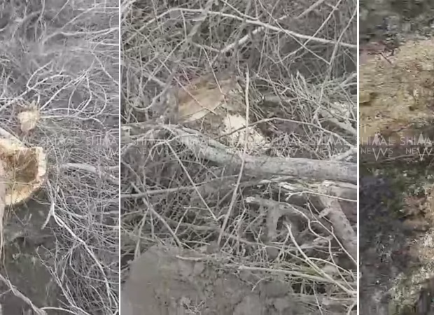 Xaçmazda meşə qətliamı – İzi itirmək istəyiblər