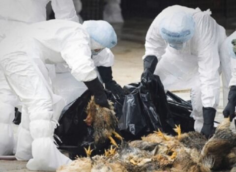 Quş qripinə görə 560 min toyuq məhv ediləcək