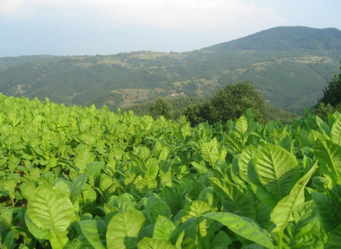 Bu məhsulları satanları 5 min cərimə GÖZLƏYİR