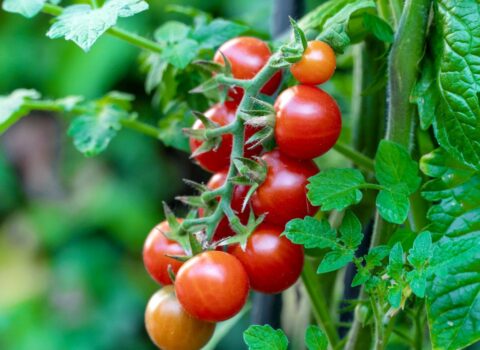 Alimlər popkorn dadı verən pomidorlar yetişdirdi
