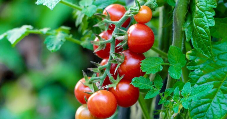 Alimlər popkorn dadı verən pomidorlar yetişdirdi