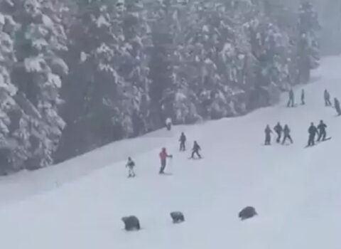 Xizək yolunda 3 ayı peyda oldu – Qorxu dolu anlar