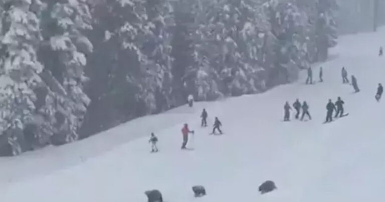 Xizək yolunda 3 ayı peyda oldu – Qorxu dolu anlar