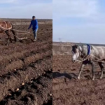 Kartof sahəsinin atla şumlanmasına dair RƏSMİ AÇIQLAMA: “Söhbətlər aparılır”