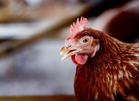 Çinə ən çox toyuq ayaqları satan ölkə Rusiya oldu