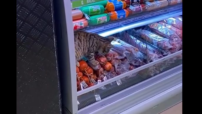 “Bravo”da çəkilən görüntülər müzakirələrə səbəb oldu