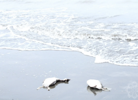 Xəzərdə minlərlə quş cəsədinin aşkarlandığı ərazidən – FOTOLAR