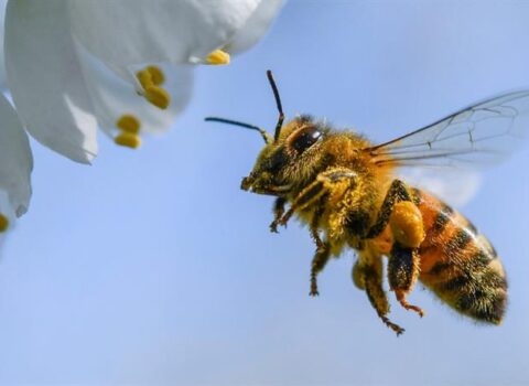 Azərbaycana təhlükəli arılar gətirilib – XƏBƏRDARLIQ
