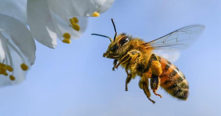 Azərbaycana təhlükəli arılar gətirilib – XƏBƏRDARLIQ