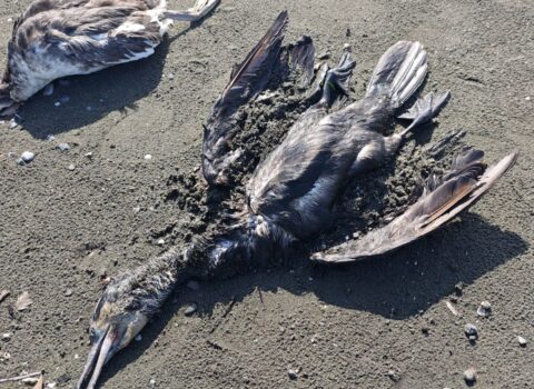 Lənkəranda dəniz sahilində qarabattaqlar kütləvi tələf olublar
