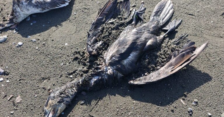 Lənkəranda dəniz sahilində qarabattaqlar kütləvi tələf olublar