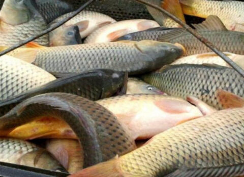 Azərbaycanda bu məhsulun qiyməti BAHALAŞDI – QİYMƏTLƏR