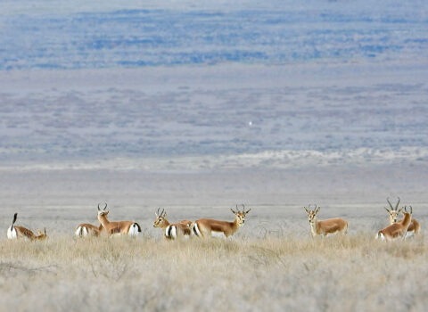 Axar-Baxarda ceyran sürüsü… – FOTOLAR